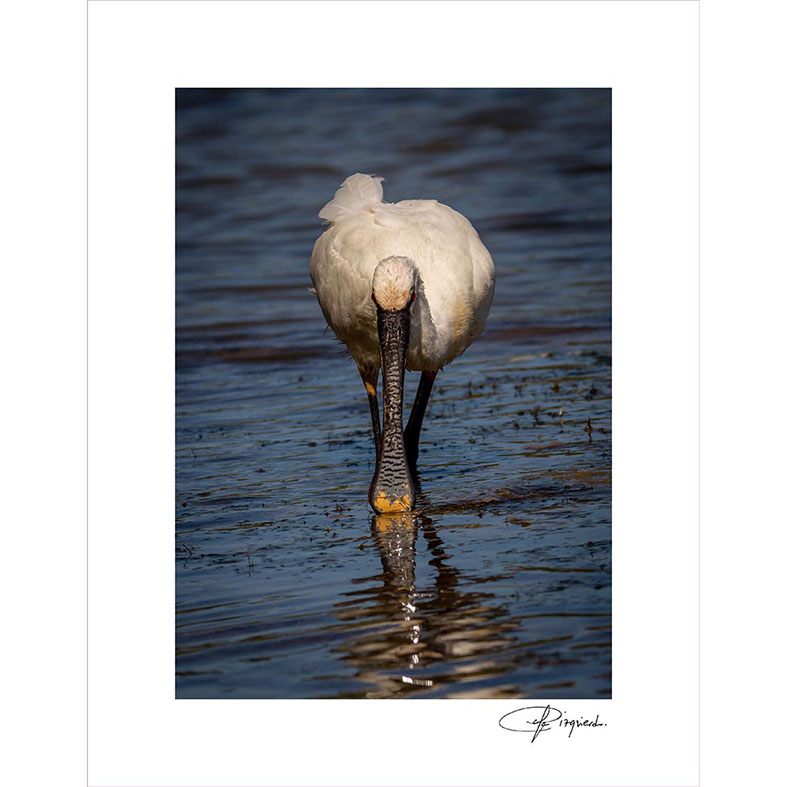 Plaza Mayor de Chiclana